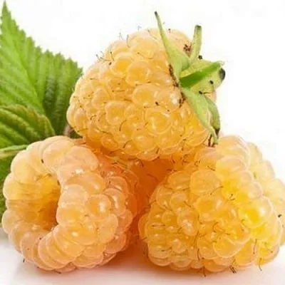 Саженцы Малины Беглянка Саженцы Малины Беглянка