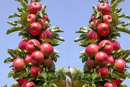 Сорта плодовых деревьев - Колонновидные деревья