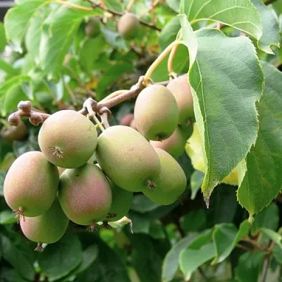 Актинидия ЛЮСИ аргута   Актинидия ЛЮСИ аргута  в Москве