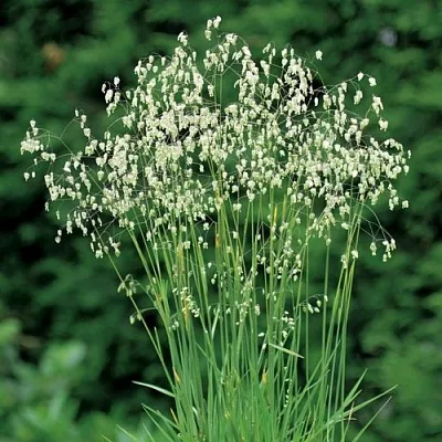 Трясунка средняя в Москве