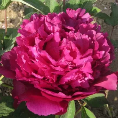 Пион ТАЙНАЯ СТРАСТЬ древовидный — описание сорта Пион ТАЙНАЯ СТРАСТЬ древовидный в Москве