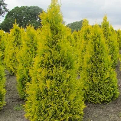 Туя САНКИСТ западная  Туя САНКИСТ западная в Москве