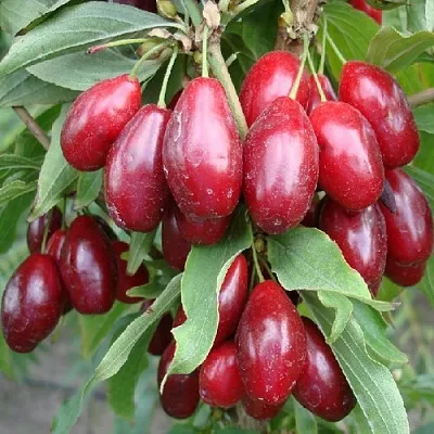 саженцы кизила саженцы кизила