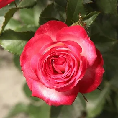 Саженцы роз САФИНА спрей в Москве