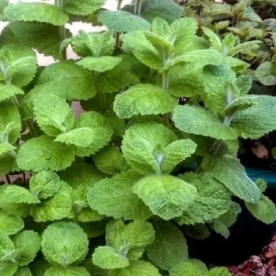 Мята яблочная — описание сорта Мята яблочная в Москве