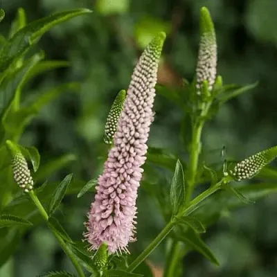 Вероника ФЕСТ ЧОЙС длиннолистная в Москве