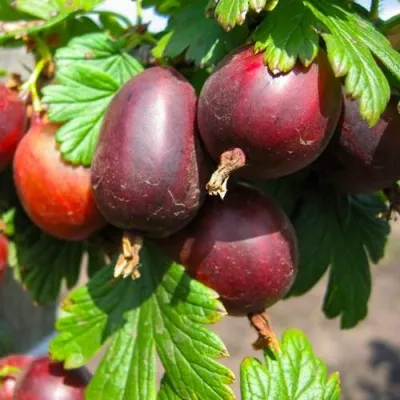 Крыжовник ЧЕРНОСЛИВОВЫЙ — описание сорта Крыжовник ЧЕРНОСЛИВОВЫЙ в Москве