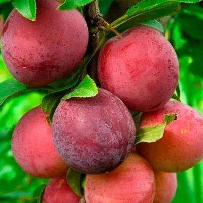 Слива КЛЕОПАТРА — описание сорта Слива КЛЕОПАТРА в Москве