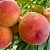 Персик ДИВНЫЙ в Москве