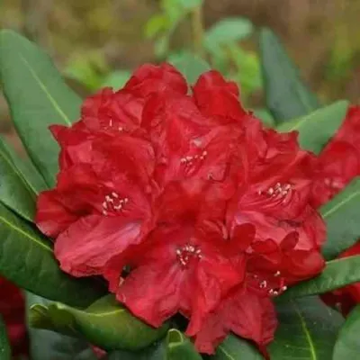 Рододендрон БУЗУКИ — описание сорта Рододендрон БУЗУКИ в Москве