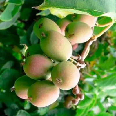 Актинидия ГИБРИДНАЯ КОЛБАСИНОЙ в Москве