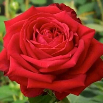 Саженцы роз СОФИ ЛОРЕН чайно-гибридная — описание сорта Саженцы роз СОФИ ЛОРЕН чайно-гибридная в Москве