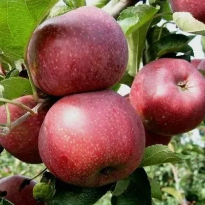 Яблоня ФЛОРИНА — описание сорта Яблоня ФЛОРИНА в Москве