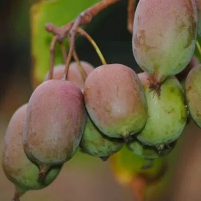 Актинидия ГИБРИДНАЯ КОЛБАСИНОЙ в Москве