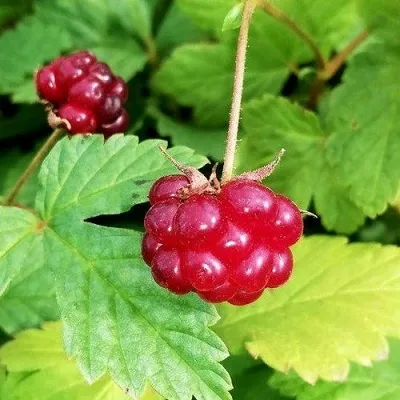 Княженика АННА в Москве