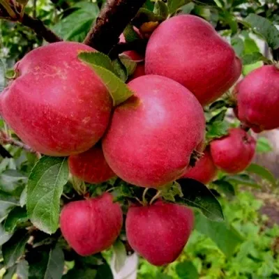 Яблоня РОЖДЕСТВЕНСКОЕ — описание сорта Яблоня РОЖДЕСТВЕНСКОЕ в Москве