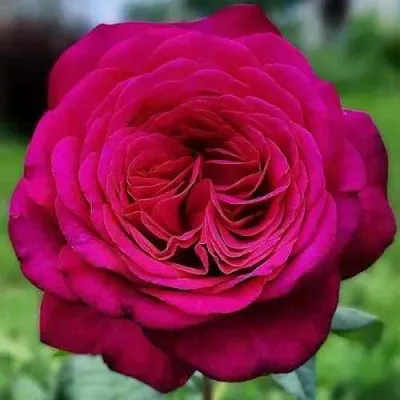 Саженцы роз ИОГАНН ВОЛЬФГАНГ ФОН ГЕТЕ чайно-гибридная в Москве