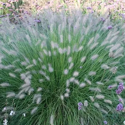 Пеннисетум ХАМЕЛН в Москве