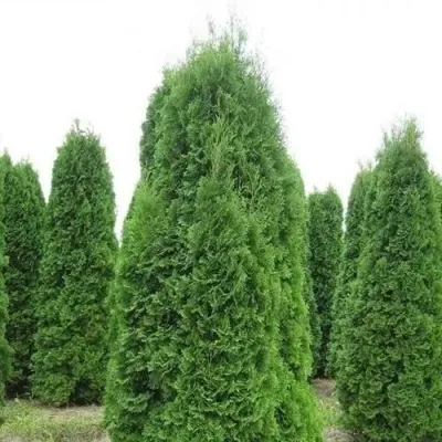Туя КОЛУМНА западная — описание сорта Туя КОЛУМНА западная в Москве