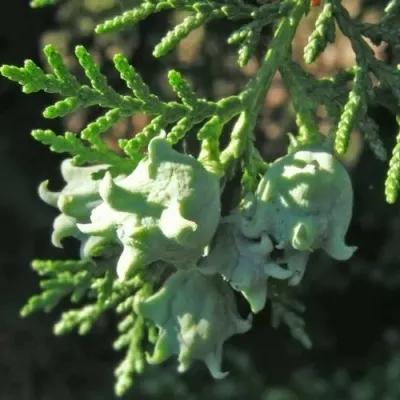 Туя восточная в Москве