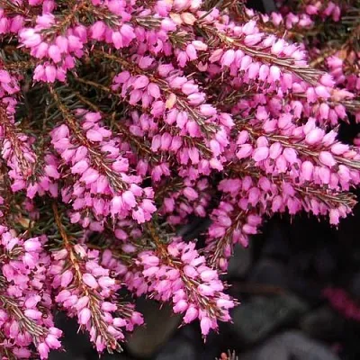 Эрика СТИНКЕ дарленская  Эрика СТИНКЕ дарленская в Москве