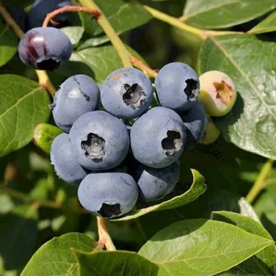 Голубика ШАНТЕКЛЕР в Москве