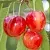 Черешня МЕДУНИЦА в Москве