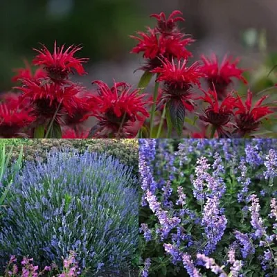 Комплект АРОМАТНЫЙ ЧАЙ в Москве