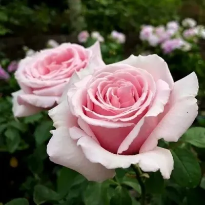 Саженцы роз ЭММА ДЕ МЕЙЯН чайно-гибридная — описание сорта Саженцы роз ЭММА ДЕ МЕЙЯН чайно-гибридная в Москве