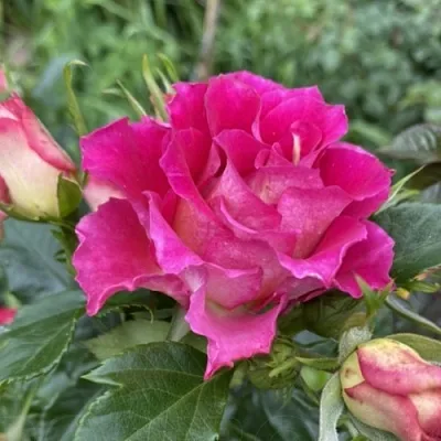 Саженцы роз БРЕРА флорибунда  Саженцы роз БРЕРА флорибунда в Москве