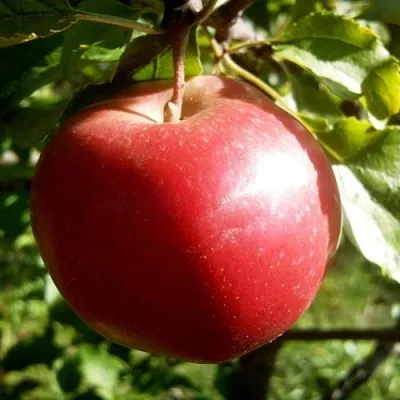 Яблоня НАСТЕНЬКА — описание сорта Яблоня НАСТЕНЬКА в Москве