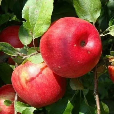 Яблоня ВАЛЕРИЯ  Яблоня ВАЛЕРИЯ в Москве