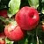 Яблоня ВАЛЕРИЯ в Москве