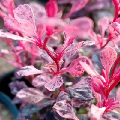 Барбарис РОУЗ ГЛОУ тунберга — описание сорта Барбарис РОУЗ ГЛОУ тунберга в Москве