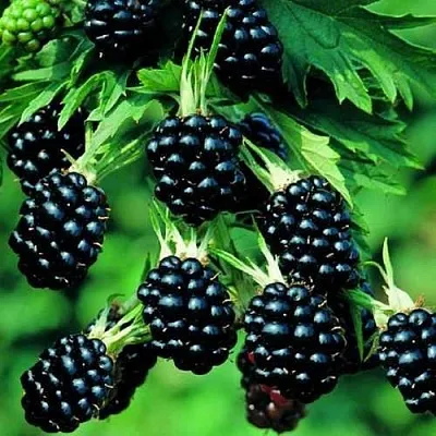 Ежевика КИТАНИНИ бесшипная  Ежевика КИТАНИНИ бесшипная в Москве