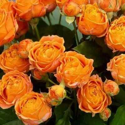 Саженцы роз КОРАЛ БАБЛС спрей в Москве