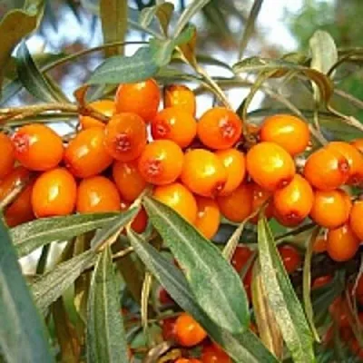 Облепиха БОТАНИЧЕСКАЯ  Облепиха БОТАНИЧЕСКАЯ в Москве