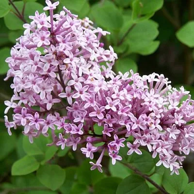 Сирень ПАЛИБИН   Сирень ПАЛИБИН  в Москве