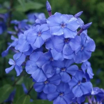 Флокс БЛУ ПАРАДАЙС метельчатый — описание сорта Флокс БЛУ ПАРАДАЙС метельчатый в Москве