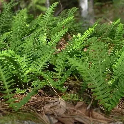 Многоножка обыкновенная в Москве