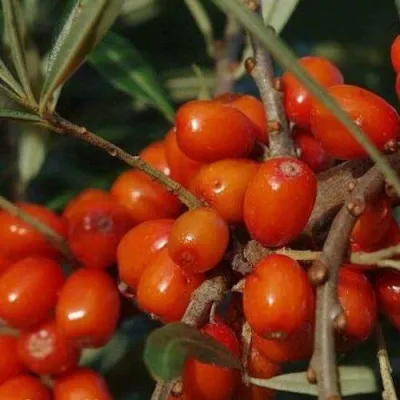 Облепиха ВОРОБЬЕВСКАЯ — описание сорта Облепиха ВОРОБЬЕВСКАЯ в Москве