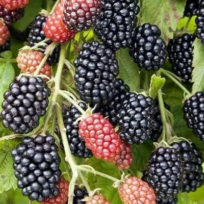 Ежевика НАВАХО бесшипная — описание сорта Ежевика НАВАХО бесшипная в Москве