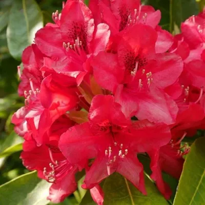 Рододендрон МАРИАННА ФОН ВАЙЦЗЕККЕР — описание сорта Рододендрон МАРИАННА ФОН ВАЙЦЗЕККЕР в Москве