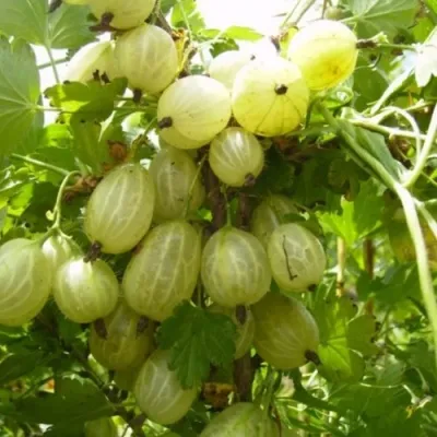 Крыжовник ИНВИКТА — описание сорта Крыжовник ИНВИКТА в Москве