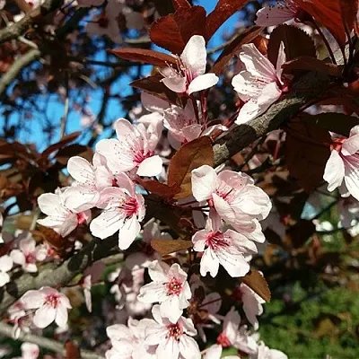 Слива ВУДИ растопыренная  Слива ВУДИ растопыренная в Москве