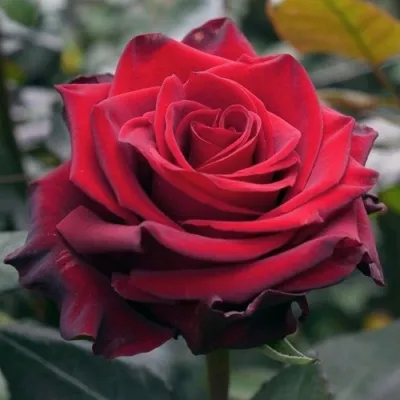 Саженцы роз ЭКСПЛОРЕР чайно-гибридная — описание сорта Саженцы роз ЭКСПЛОРЕР чайно-гибридная в Москве