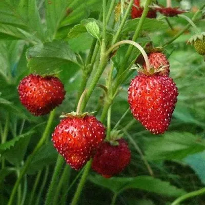 Земляника АЛЬПИЙСКАЯ  Земляника АЛЬПИЙСКАЯ в Москве