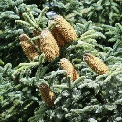 Пихта благородная в Москве