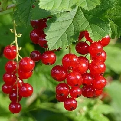 Смородина красная РОНДОМ  Смородина красная РОНДОМ в Москве