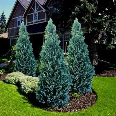 Кипарисовик ВАН ПЕЛЬТС БЛЮ лавсона  Кипарисовик ВАН ПЕЛЬТС БЛЮ лавсона в Москве